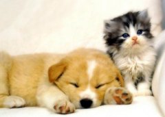 晚上睡不著對身體和生活有什么影響